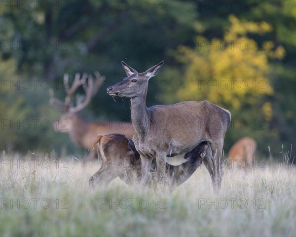 Red deer (Cervus elaphus)