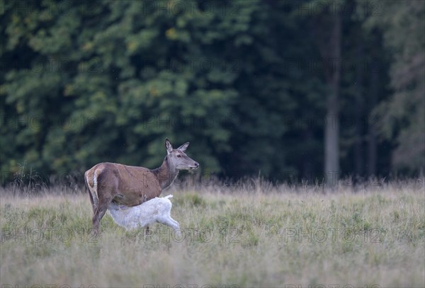 Red deer (Cervus elaphus)