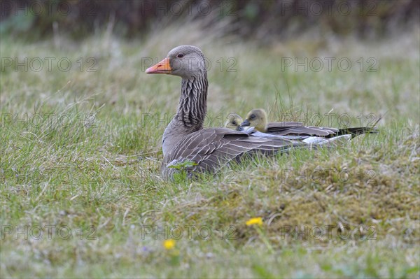 Greylag goose (Anser anser) with chicks