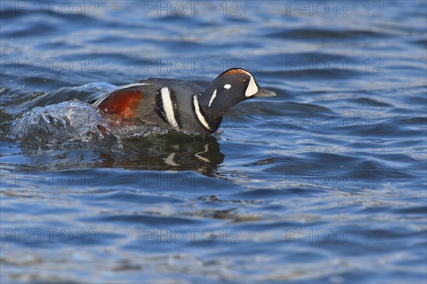 Harlequin duck (Histrionicus histrionicus)