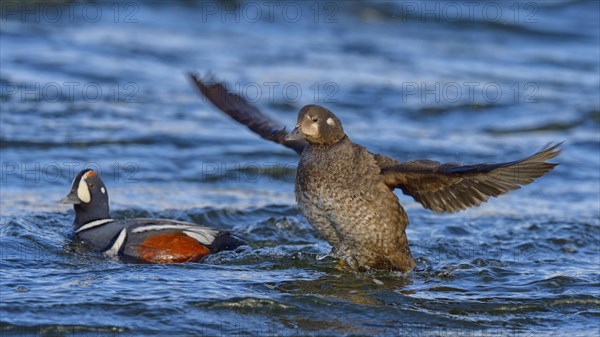 Harlequin ducks (Histrionicus histrionicus)