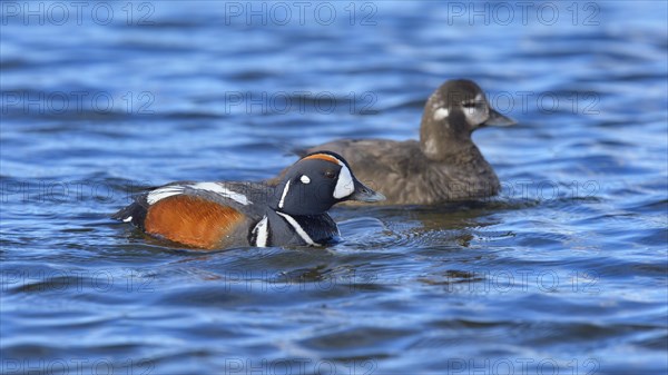 Harlequin ducks (Histrionicus histrionicus)