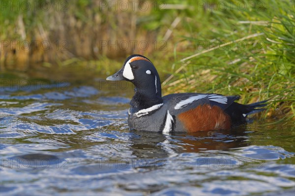 Harlequin duck (Histrionicus histrionicus)