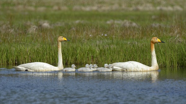 Whooper swans (Cygnus cygnus)