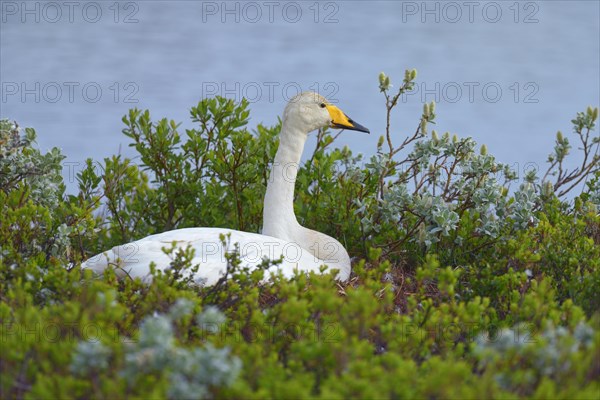 Whooper swan (Cygnus cygnus)