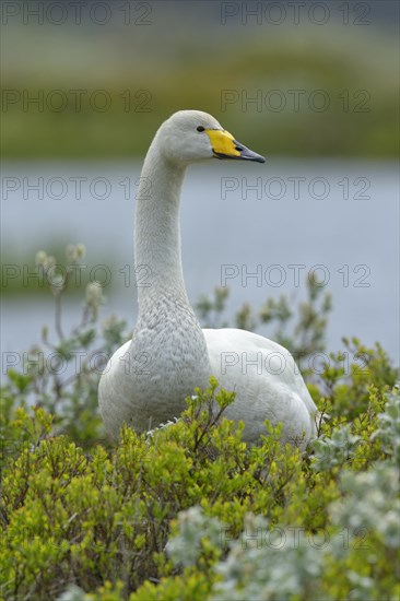 Whooper swan (Cygnus cygnus)