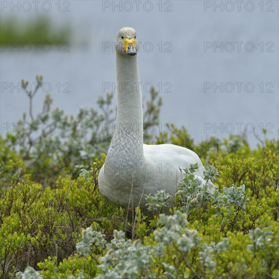 Whooper swan (Cygnus cygnus)