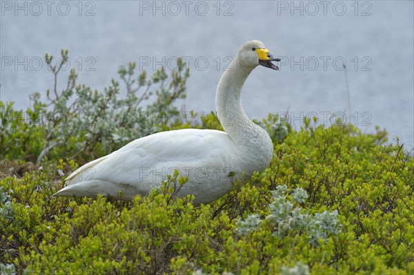 Whooper swan (Cygnus cygnus)