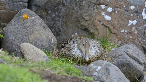 Eider (Somateria mollissima)