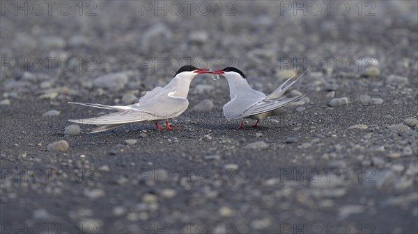 Arctic Arctic Tern (SArctic Terna paradisaea)