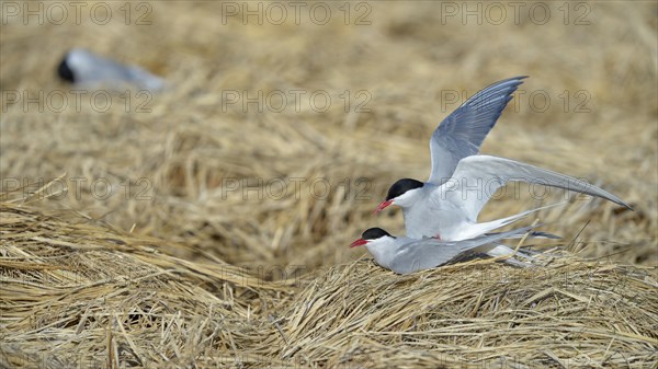 Arctic Arctic Tern (SArctic Terna paradisaea)