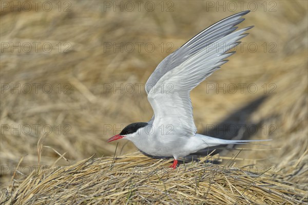 Arctic Arctic Tern (SArctic Terna paradisaea)