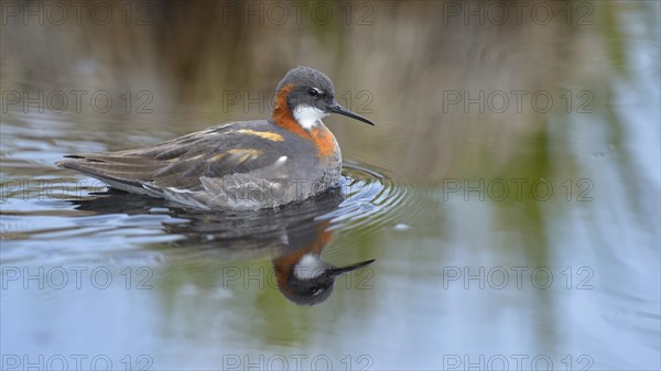 Odinshuhnchen (Phalaropus lobatus)