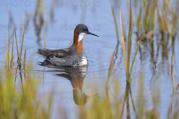 Odinshuhnchen (Phalaropus lobatus)