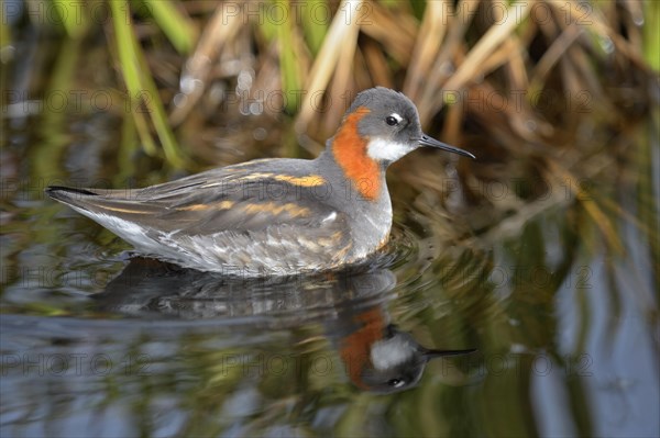 Odinshuhnchen (Phalaropus lobatus)