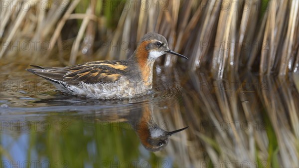 Odinshuhnchen (Phalaropus lobatus)