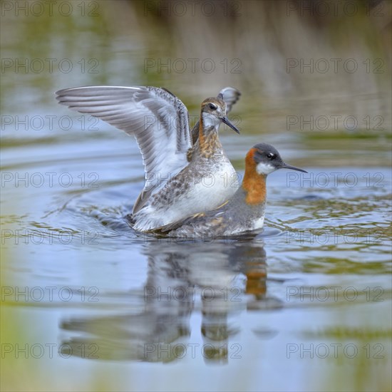 Odinshuhnchen (Phalaropus lobatus)