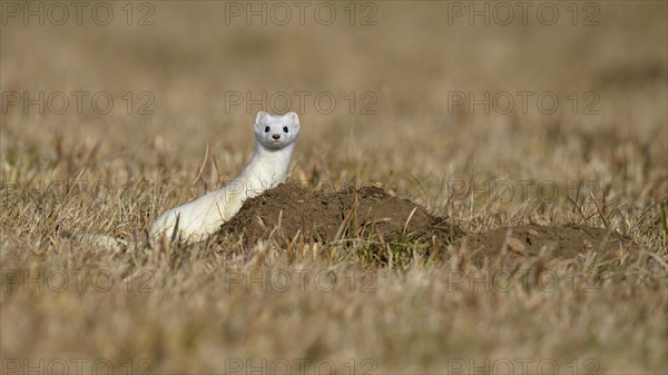 Stoat (Mustela erminea) in winter coat