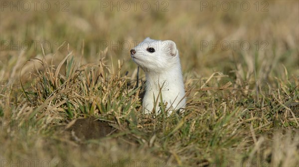 Stoat (Mustela erminea) in winter coat