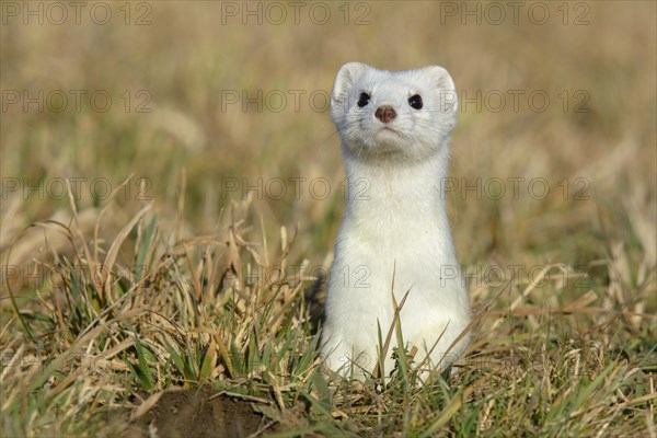 Stoat (Mustela erminea) in winter coat