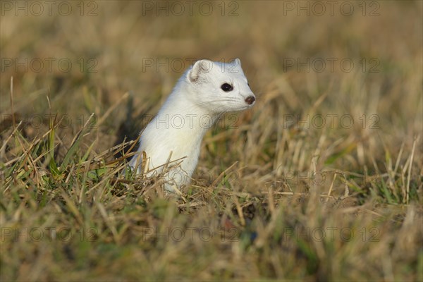 Stoat (Mustela erminea) in winter coat