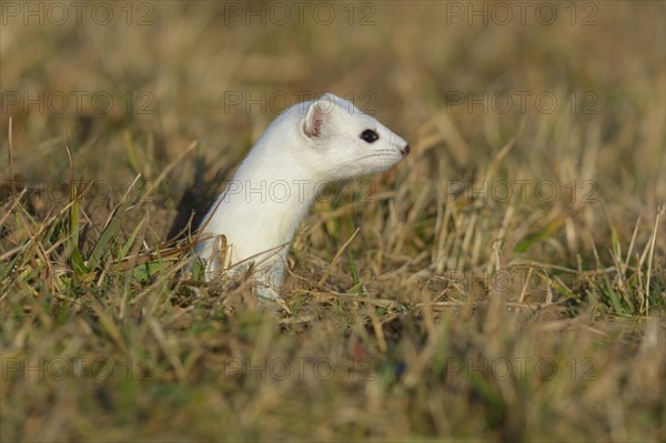 Stoat (Mustela erminea) in winter coat