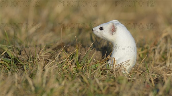 Stoat (Mustela erminea) in winter coat