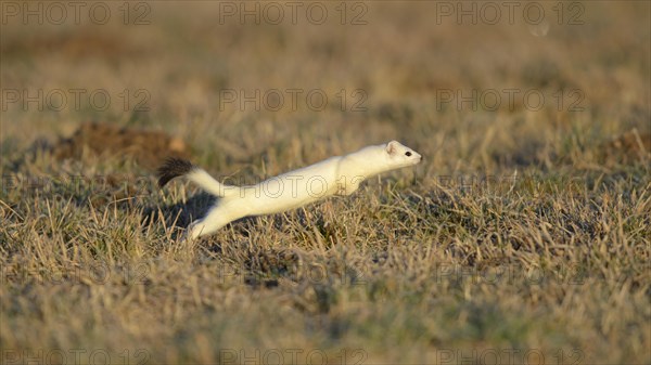 Stoat (Mustela erminea) in winter coat