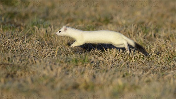 Stoat (Mustela erminea) in winter coat