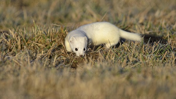 Stoat (Mustela erminea) in winter coat