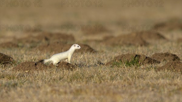 Stoat (Mustela erminea) in winter coat