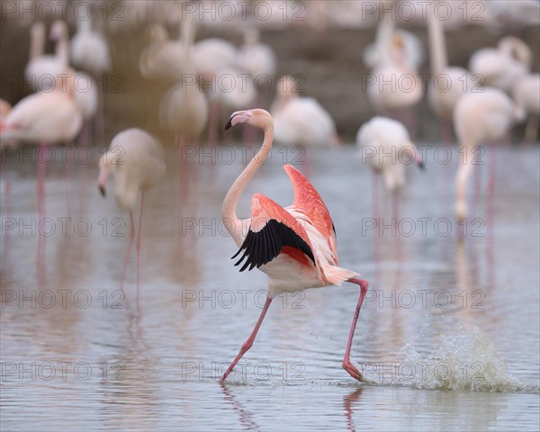 Greater flamingo (Phoenicopterus roseus)