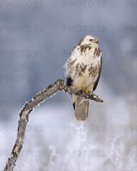 Common buzzard (Buteo buteo)