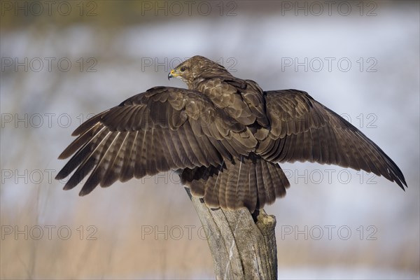 Common buzzard (Buteo buteo) shielding its prey