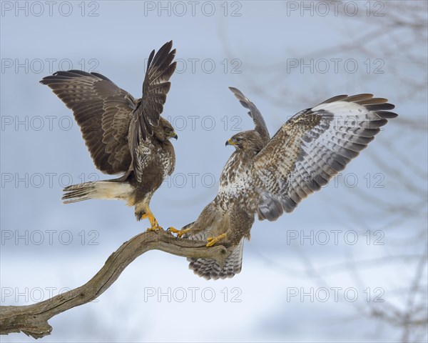 Common buzzards (Buteo buteo)