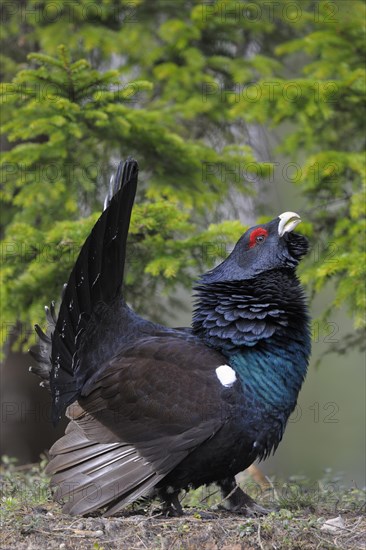 Wood grouse or capercaillie (Tetrao urogallus)