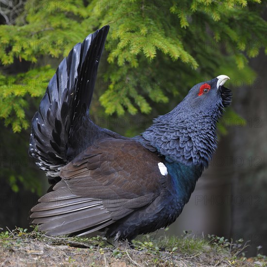 Wood grouse or capercaillie (Tetrao urogallus)