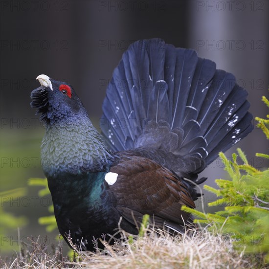 Wood grouse or capercaillie (Tetrao urogallus)