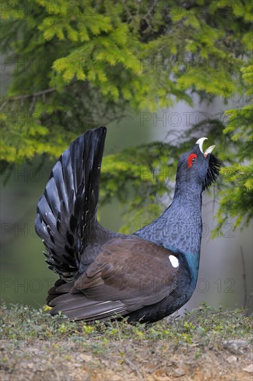 Wood grouse or capercaillie (Tetrao urogallus)