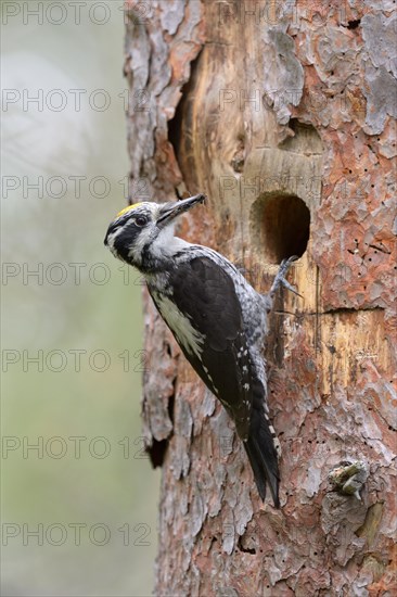 Three-toed woodpecker (Picoides tridactylus)