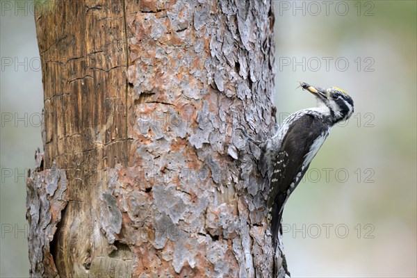 Three-toed woodpecker (Picoides tridactylus)