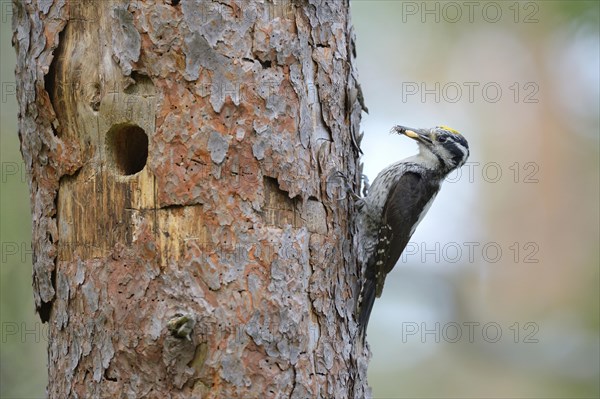 Three-toed woodpecker (Picoides tridactylus)