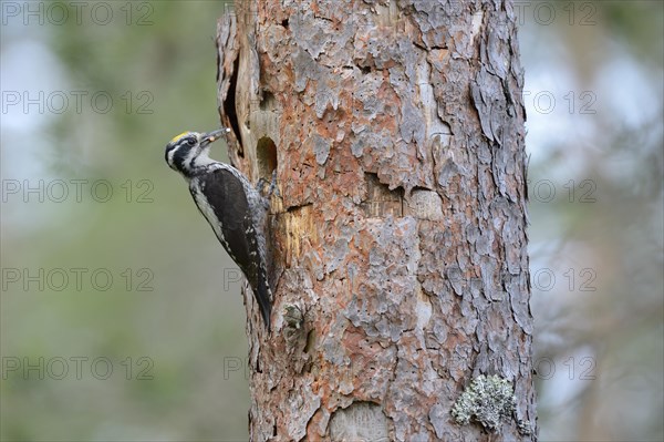 Three-toed woodpecker (Picoides tridactylus)