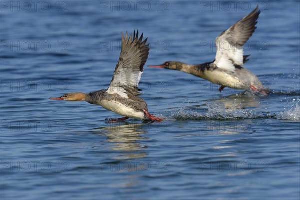 Red-breasted merganser (Mergus serrator) breeding pair taking flight