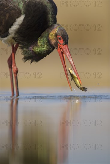 Black stork (Ciconia nigra)