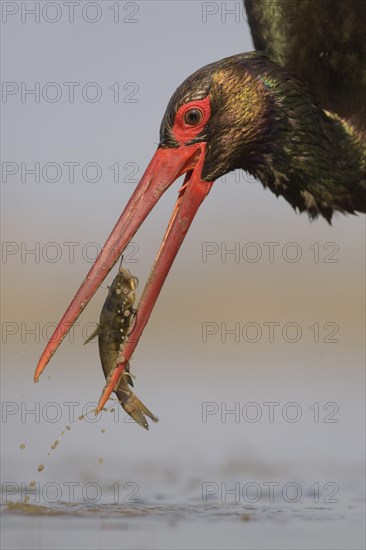 Black stork (Ciconia nigra)