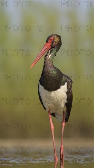 Black stork (Ciconia nigra)