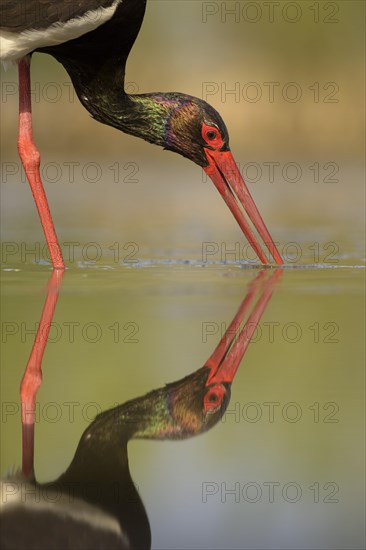 Black stork (Ciconia nigra)