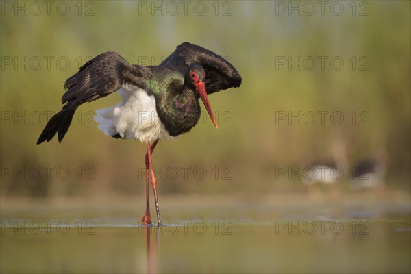 Black stork (Ciconia nigra)