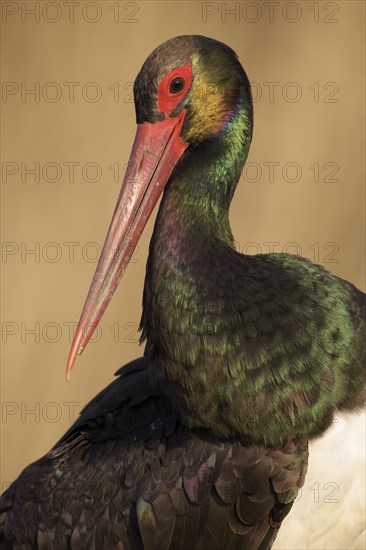 Black stork (Ciconia nigra)